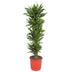Dracaena Golden Coast – 200 cm – Ø34 – Elegant Eye-Catcher for Your Home Bild 1
