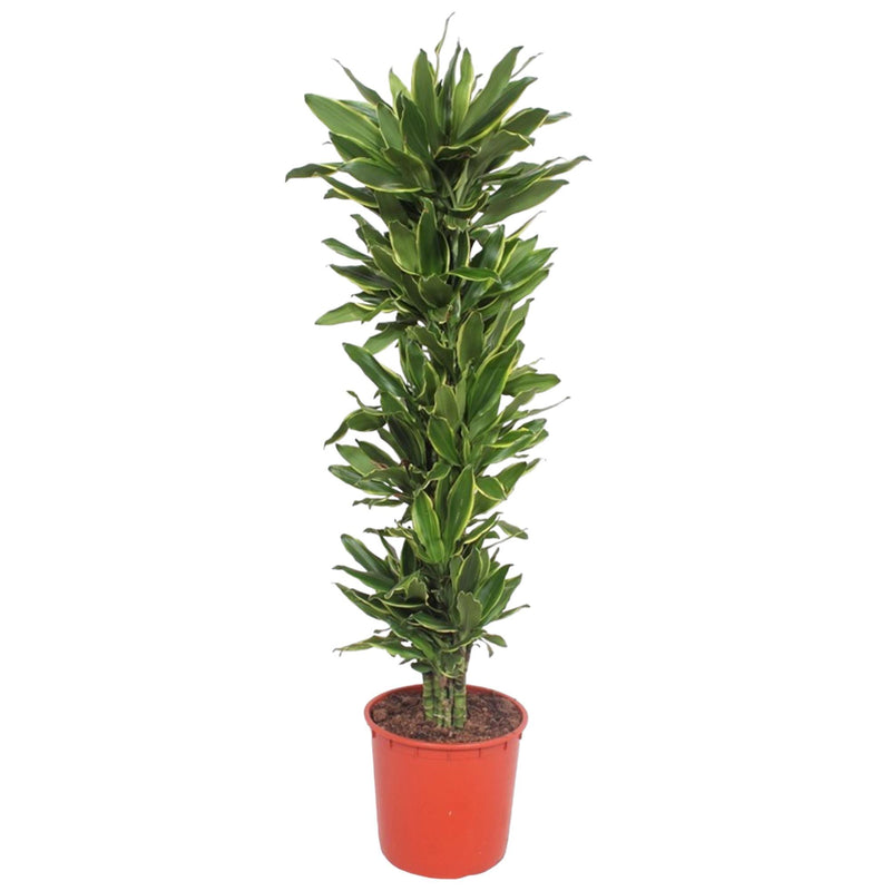 Dracaena Golden Coast – 200 cm – Ø34 – Elegant Eye-Catcher for Your Home