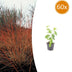 60x Cornus sanguinea 'Midwinter Fire' - 10-25cm - Ø9cm Bild 1