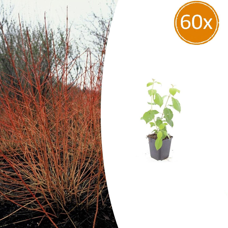 60x Cornus sanguinea 'Midwinter Fire' - 10-25cm - Ø9cm
