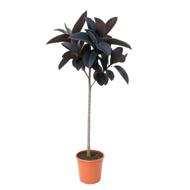 Ficus Elastica Abidjan Stamm - Tropische Eleganz, 130 cm