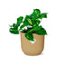 Epipremnum Pinnatum 'Aureum' im Topf ELHO Vibes Fold 14 cm gelb Bild 2