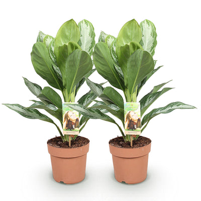 Aglaonema Silver Bay: 2 Silberblatt-Pflanzen, pflegeleicht, 70-75cm