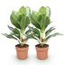 Aglaonema Silver Bay: 2 Silberblatt-Pflanzen, pflegeleicht, 70-75cm Bild 2