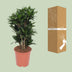 Dracaena Compacta (Drachenbaum) Ø24cm - ↕80cm Bild 3