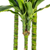 Dracaena Fragrans Golden Coast mit Korb Ø24cm - ↕130 - 150cm Bild 5
