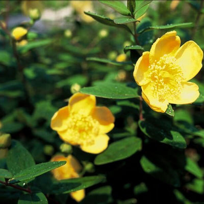 6x Hypericum dummeri 'Peter Dummer' - ↕10-25cm - Ø9cm