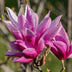 Magnolia liliiflora Nigra - Lila Blüte, pflegeleicht, für Beet & Topf Bild 6