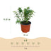 Green boutiQ Gartenrose Cutie Pie, 3 Pflanzen, winterhart Bild 3