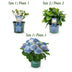 Balkonhortensie 'Magical Revolution Blue' - 2 Pflanzen im 23cm Topf Bild 4