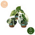 3x Baby Alocasia Tricolour Variegata Trio - Ø6cm Bild 5