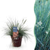 Ziergras Festuca glauca Intense Blue: Immergrün & Winterhart im 17cm Topf Bild 1