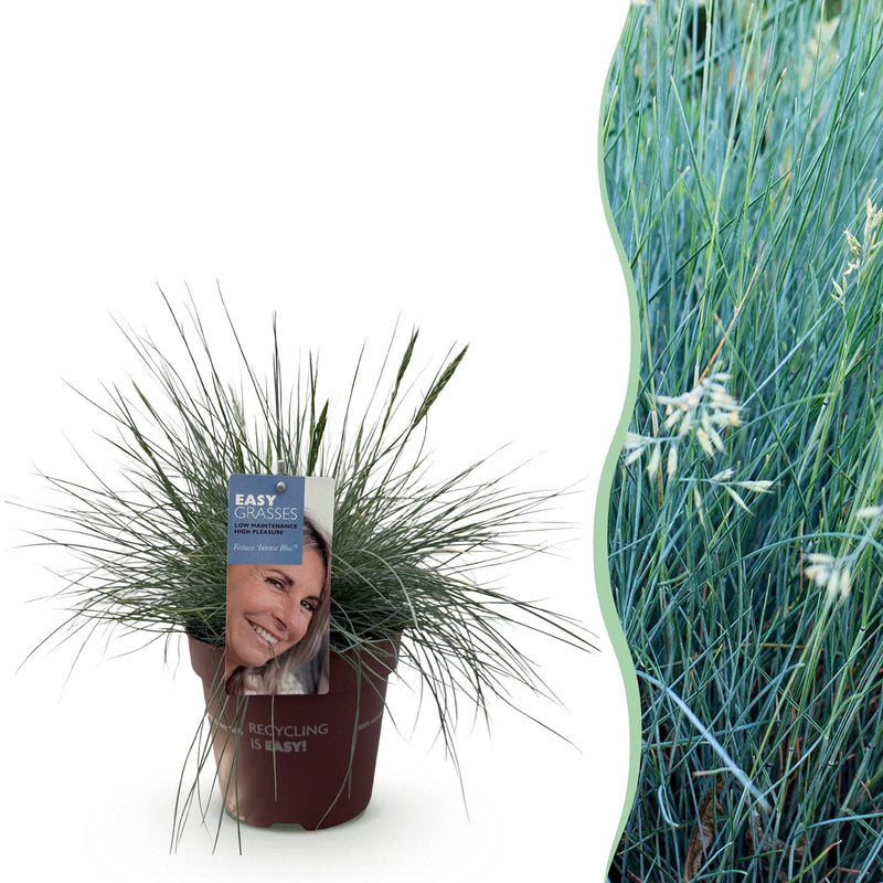 Ziergras Festuca glauca Intense Blue: Immergrün & Winterhart im 17cm Topf