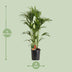 Howea Forsteriana (Kentia-Palme), Ø24cm, 120cm - Elegante Zimmerpflanze Bild 2