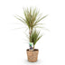 Dracaena Marginata Bicolor - Eleganter Drachenbaum im Korb, 70-75cm Bild 2