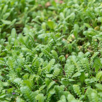 48x Leptinella squalida Bodendecker - 10-25cm hoch, 9cm Topf