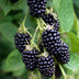 Dornenlose Brombeere 'Black Satin' - Ø13cm - ↕45cm Bild 4