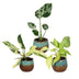 3x Baby Tropical Mix: Monstera, Philodendron Florida Beauty & Neon Bild 2