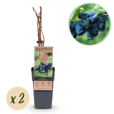 Honigbeere 'Kamchatika' Lonicera caerulea – 2 Pflanzen