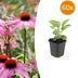 60x Purpur-Sonnenhut 'Magnus' (10-25cm, Ø9cm) Bild 1