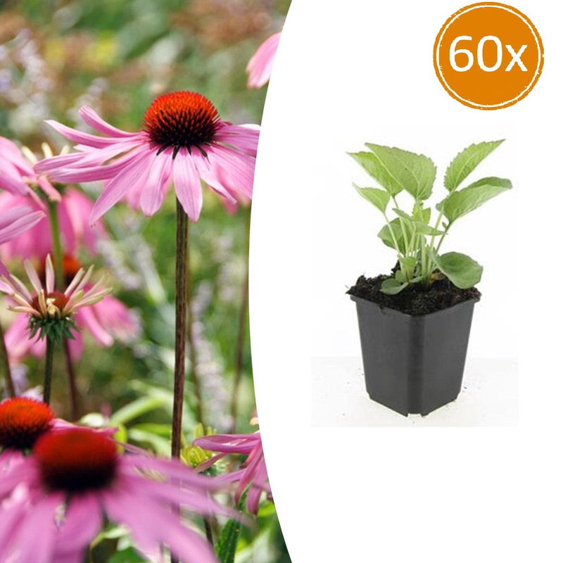 60x Purpur-Sonnenhut 'Magnus' (10-25cm, Ø9cm)