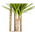 Dracaena Marginata Green XL: 170-190cm, Ø27cm Topf Bild 5