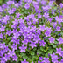 Green boutiQ - Perennial - Campanula portenschlagiana - Peachleaf Bellflower - Ground Cover - Pink - 3 Plants - Pot 11cm - Height 15-25cm Bild 5