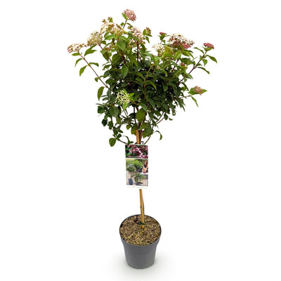 GreenboutiQ - Stamm-Pflanze - Viburnum tinus Eve Price - Terrassenpflanze - Immergrün - Winterhart - Weiß-Rosa Blüte - Topf 19cm Höhe 90cm
