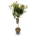 GreenboutiQ - Stamm-Pflanze - Viburnum tinus Eve Price - Terrassenpflanze - Immergrün - Winterhart - Weiß-Rosa Blüte - Topf 19cm Höhe 90cm Bild 2