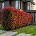 Green boutiQ - 24x Photinia fraseri Carre Rouge - Glanzmispel - Heckenpflanzen - Immergrün - Rot - Topf 9cm - Höhe 25-35cm Bild 7
