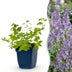 Green boutiQ - Perennial - Nepeta faassenii Walker's Low - Catnip - Bee and Butterfly Attractors - Blue - 24 Plants - Pot 11cm - Height 15-25cm Bild 1