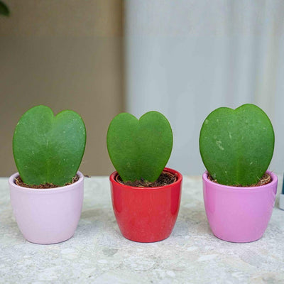 Hoya Kerrii Herzpflanzen-Set: 3 Mini-Töpfe mit Liebe