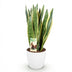 Sansevieria Laurentii Zimmerpflanze mit Topf Weiß, 70-80cm Bild 3