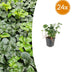 24x Pachysandra term. 'Green Sheen' - ↕10-25cm - Ø9cm Bild 1