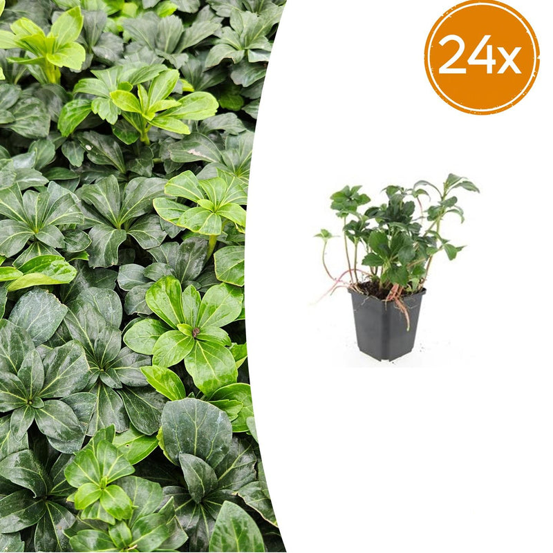 24x Pachysandra term. 'Green Sheen' - ↕10-25cm - Ø9cm