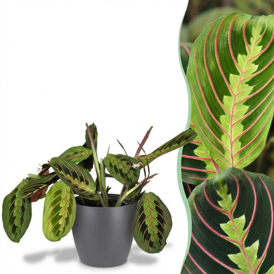 Maranta Fascinator Tricolour Zimmerpflanze im Topf 12cm, 25cm hoch