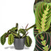 Maranta Fascinator Tricolor Houseplant in 12cm Pot, 25cm Tall Bild 1