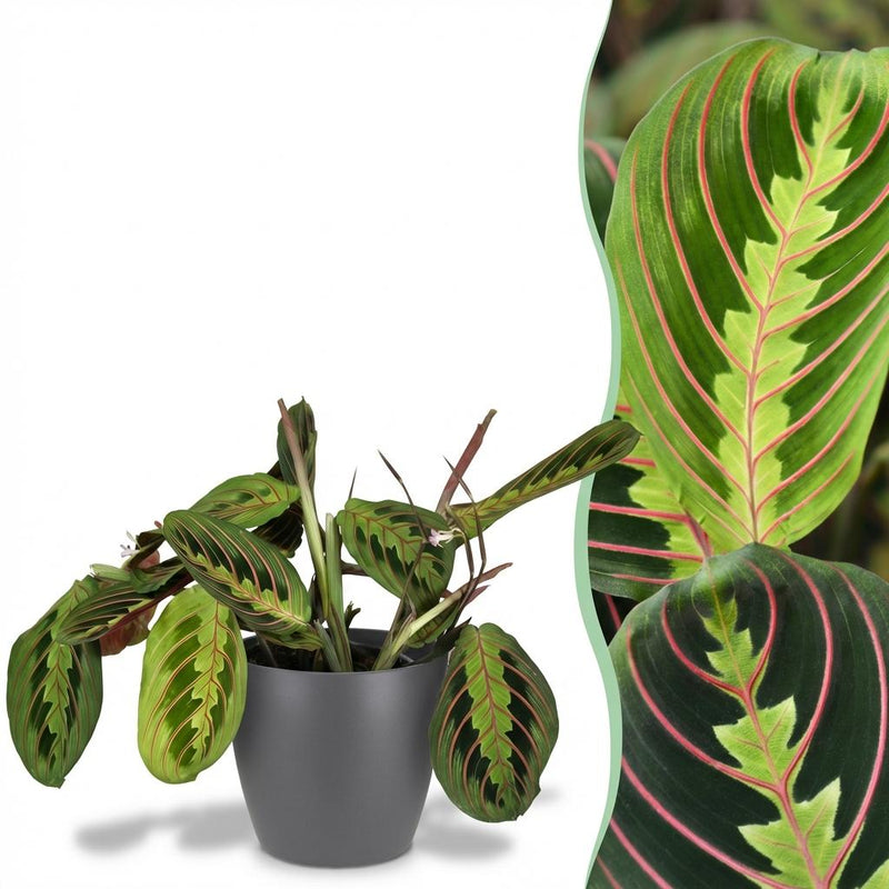 Maranta Fascinator Tricolor Houseplant in 12cm Pot, 25cm Tall