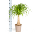 Beaucarnea Recurvata Stamm mit Korb Ø21cm - Pflegeleicht & dekorativ Bild 2