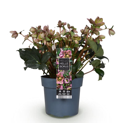 Lenzrose 'Angels Glow' - Rosa Blüte - Immergrün - Topf 19cm, 50cm