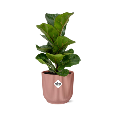Fiddle Leaf Fig Bambino in a pink ELHO pot – Air purifier for your home