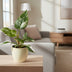 Philodendron White Princess - Ø12cm - ↕30cm Bild 3