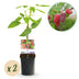 GreenboutiQ Tayberry - 2 Red Fruit Plants in 11cm Pot Bild 1