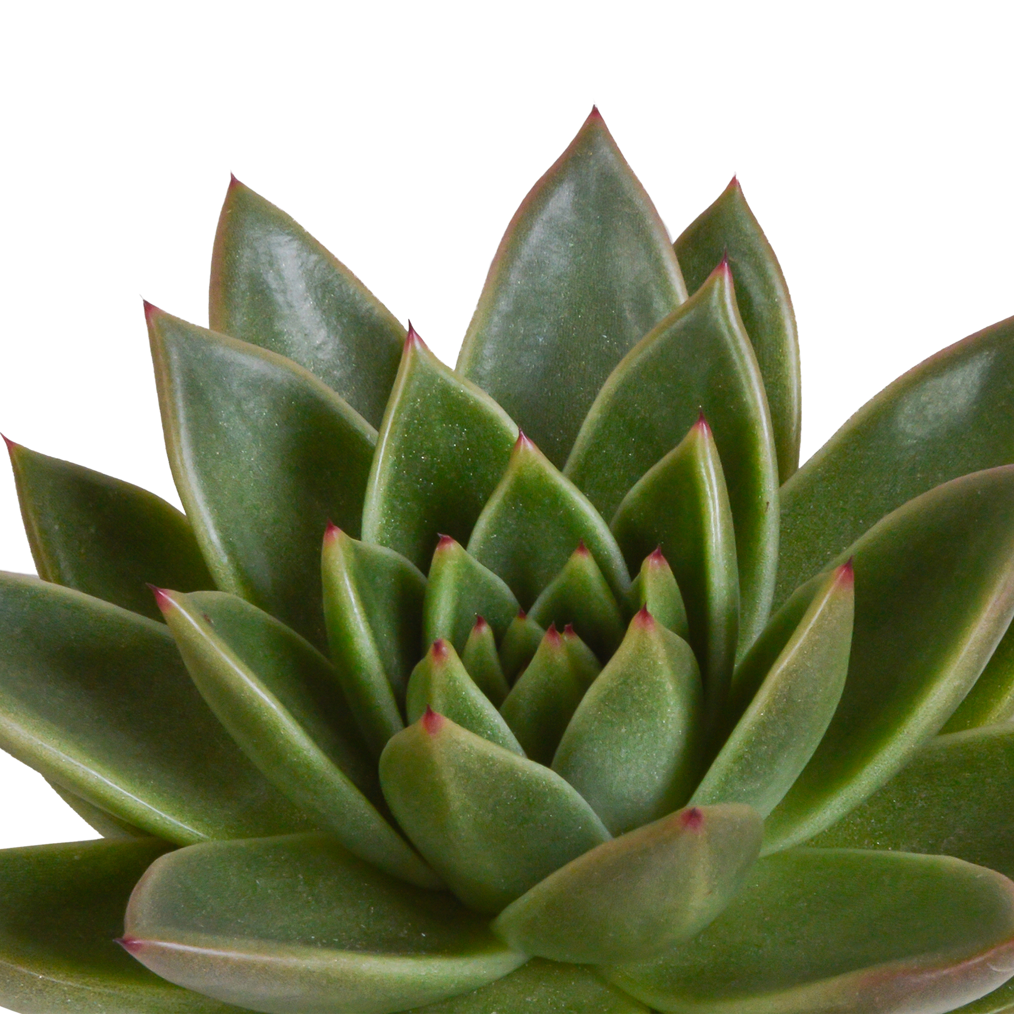 Echeveria-Mix 10,5 cm - 3x - in witte pot