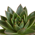 Echeveria-Mix 3er Set (10,5cm Topf) im weißen Übertopf Bild 4