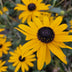 24x Rudbeckia fulgida 'Goldsturm' - ↕10-25cm - Ø9cm Bild 5