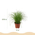 Green boutiQ Plant Mix: Chlorophytum, Cyperus, Phlebodium, Maranta (Set of 4) Bild 3