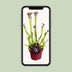 Sarracenia Farnhamii fleischfressende Pflanze, 40cm hoch, im 12cm Topf Bild 5