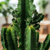 Euphorbia eritrea, Afrikanischer Milchbaum, pflegeleicht, Topf 17cm Bild 4