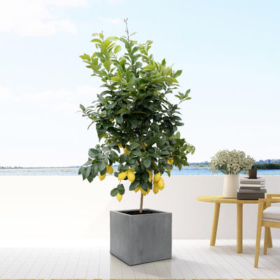 Grey Pot Block - S - D30 x H30 cm – Modern Indoor Planter